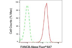 anti-Fanconi Anemia, Complementation Group B (FANCB) antibody