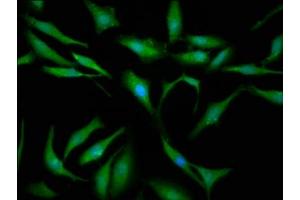Immunofluorescence staining of Hela cells with ABIN7168210 at 1:133, counter-stained with DAPI. (SBDS antibody  (AA 37-153))