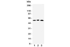 Western blot testing of HNF6 antibody and Lane 1:  rat liver (ONECUT1 antibody  (N-Term))