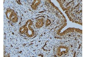 ABIN6276734 at 1/100 staining Human uterus tissue by IHC-P.
