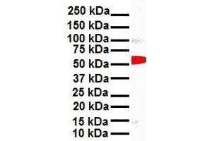 Western Blotting (WB) image for anti-SNAIL (SNAI1) (N-Term) antibody (ABIN2777858)