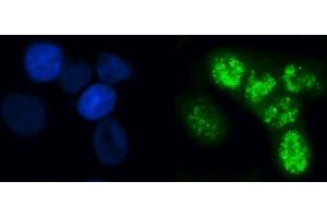 IF analysis of ELL using anti-ELL antibody (ABIN7599363). (ELL antibody  (AA 1-407))