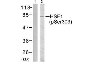 Western blot analysis of extracts from MCF7 cells, using HSF1 (phospho-Ser303) antibody (E011263). (HSF1 antibody  (pSer303))