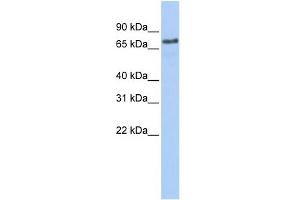 WB Suggested Anti-MARCH7 Antibody Titration:  0.