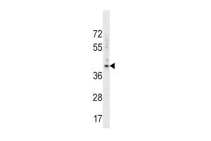 BMI1 Antibody (C-term) (ABIN389084 and ABIN2839281) western blot analysis in K562 cell line lysates (35 μg/lane). (BMI1 antibody  (C-Term))