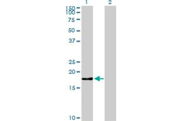 Survivin antibody  (AA 1-100)