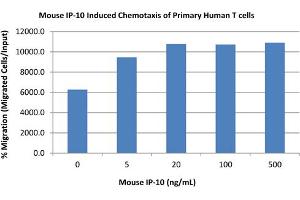 SDS-PAGE of Mouse IP-10 (CXCL10) Recombinant Protein Bioactivity of Mouse IP-10 (CXCL10) Recombinant Protein. (CXCL10 Protein)