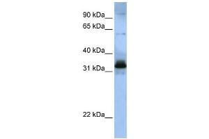 Western Blotting (WB) image for anti-serine/arginine-Rich Splicing Factor 8 (SRSF8) antibody (ABIN2458548) (SFRS2B antibody)
