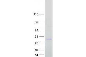 Validation with Western Blot (INS-IGF2 Protein (Transcript Variant 2) (Myc-DYKDDDDK Tag))