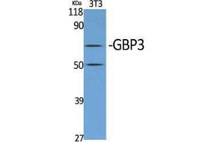 Western Blot (WB) analysis of specific cells using GBP3 Polyclonal Antibody.