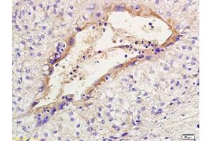 Formalin-fixed and paraffin embedded rabbit placenta labeled with Anti- PGT Polyclonal Antibody, Unconjugated at 1:200 followed by conjugation to the secondary antibody and DAB staining (SLCO2A1 antibody  (AA 611-643))