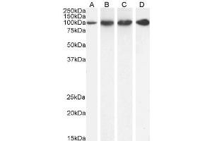 ABIN185319 (1 µg/ml) staining of HeLa (A), U251 (B), KNRK (C) and (0. (PSMD2 antibody  (C-Term))