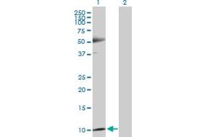 Western Blot analysis of TXN expression in transfected 293T cell line by TXN MaxPab polyclonal antibody. (TXN antibody  (AA 1-105))