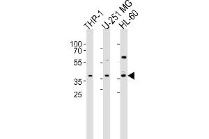 Western blot analysis of lysates from THP-1, U-251 MG, HL-60 cell line (from left to right), using RAD9B Antibody (C-term) (ABIN6244327 and ABIN6577414). (RAD9B antibody  (AA 394-428))