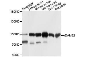 Western blot analysis of extracts of various cell lines, using ADAM22 antibody. (ADAM22 antibody  (AA 223-400))