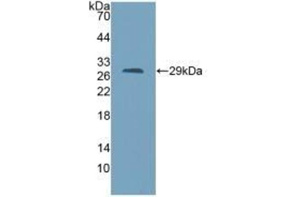 AGA anticorps  (AA 24-260)