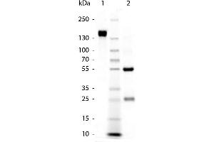SDS-Page of Goat anti-Rabbit IgG (H&L) Pre-adsorbed Secondary Antibody. (Goat anti-Rabbit IgG (Heavy & Light Chain) Antibody - Preadsorbed)