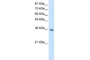 WB Suggested Anti-HNRPA1 Antibody Titration:  1.
