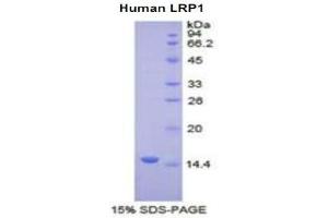 SDS-PAGE (SDS) image for Low Density Lipoprotein Receptor-Related Protein 1 (LRP1) (AA 4441-4544) protein (His tag) (ABIN1525512) (LRP1 Protein (AA 4441-4544) (His tag))