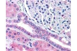 ABIN2564962 (5µg/ml) staining of paraffin embedded Human Kidney. (RHPN2 antibody  (Internal Region))