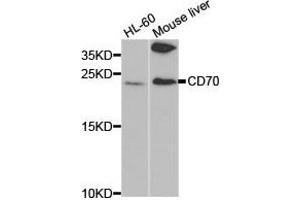Western Blotting (WB) image for anti-CD70 Molecule (CD70) antibody (ABIN1871649) (CD70 antibody)