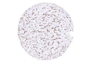 liver (Recombinant CD4 antibody  (AA 216-396))