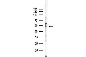 Western blot analysis of lysates from Mouse liver, using IRF3 Antibody at 1/1000 dilution.