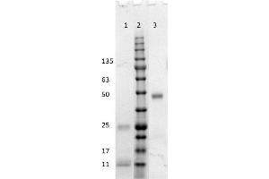 SDS-PAGE results of Goat Fab Anti-Human IgG (H&L) Antibody. (Goat anti-Human IgG (Heavy & Light Chain) Antibody - Preadsorbed)