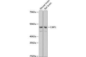 Western blot analysis of extracts of various cell lines, using CtBP1 Rabbit mAb (ABIN7265976) at 1:1000 dilution. (CTBP1 antibody)