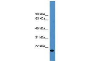 Image no. 1 for anti-Vascular Endothelial Growth Factor B (VEGFB) (AA 91-140) antibody (ABIN6745369)