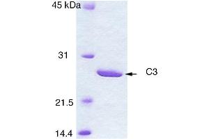 SDS-PAGE (SDS) image for Botulinum C3 Enzyme (Active) protein (ABIN2452165) (Botulinum C3 Enzyme (Active) Protein)
