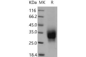 Western Blotting (WB) image for TNF Receptor Superfamily, Member 6 (FAS) (Active) protein (His tag) (ABIN7320430) (FAS Protein (His tag))