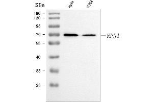 Western blot analysis of Ribophorin I/RPN1 using anti-Ribophorin I/RPN1 antibody (ABIN7600809).
