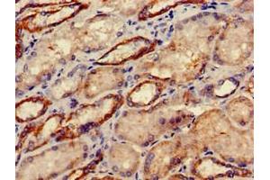 Immunohistochemistry of paraffin-embedded human kidney tissue using ABIN7149828 at dilution of 1:100 (DRG1 antibody  (AA 173-228))