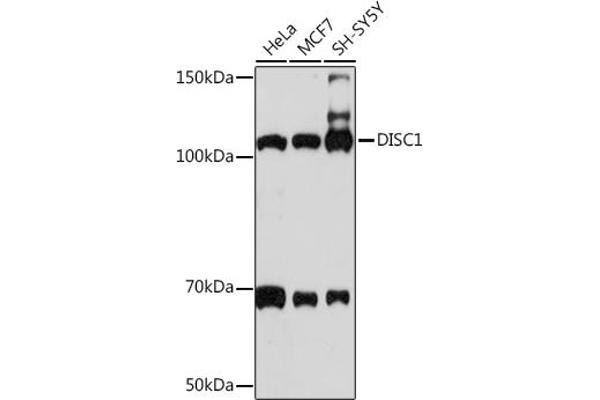 DISC1 antibody