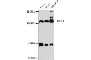 Western blot analysis of extracts of various cell lines, using DISC1 Rabbit mAb (ABIN7266799) at 1:1000 dilution. (DISC1 antibody)