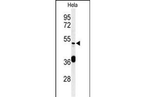 Western blot analysis of DDX49 Antibody (C-term) (ABIN653921 and ABIN2843155) in Hela cell line lysates (35 μg/lane). (DDX49 antibody  (C-Term))