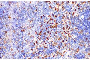 Immunohistochemistry of paraffin-embedded Mouse spleen using LGALS3 Polycloanl Antibody at dilution of 1:200 (Galectin 3 antibody)