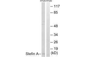 Western blot analysis of extracts from A549 cells, using Stefin A antibody. (CSTA antibody  (C-Term))