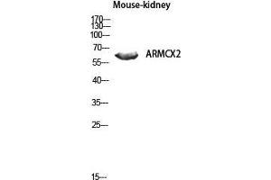 Western Blot (WB) analysis of Mouse Kidney lysis using ARMCX2 antibody. (ARMCX2 antibody  (Internal Region))