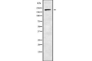 ADAMTS20 antibody  (N-Term)