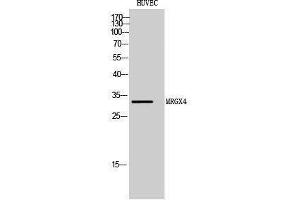 Western Blotting (WB) image for anti-MAS-Related GPR, Member X4 (MRGPRX4) (C-Term) antibody (ABIN3185635) (MRGPRX4 antibody  (C-Term))