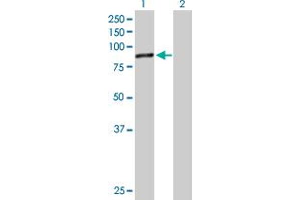 DDX18 antibody  (AA 1-670)