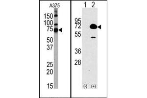 Image no. 1 for anti-Histone Deacetylase 10 (HDAC10) (N-Term) antibody (ABIN356657) (HDAC10 antibody  (N-Term))