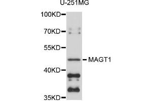 Western blot analysis of extracts of U-251MG cells, using MAGT1 antibody. (MAGT1 antibody)