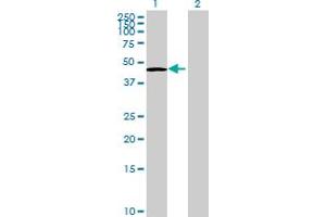 Western Blot analysis of SNIP1 expression in transfected 293T cell line by SNIP1 MaxPab polyclonal antibody. (SNIP1 antibody  (AA 1-396))