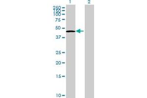 Western Blot analysis of SNIP1 expression in transfected 293T cell line by SNIP1 MaxPab polyclonal antibody.