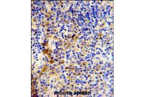 Formalin-fixed and paraffin-embedded mouse spleen reacted with IGJ Antibody (N-term), which was peroxidase-conjugated to the secondary antibody, followed by DAB staining. (IGJ antibody  (N-Term))