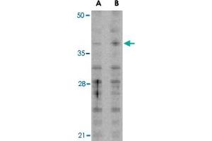 Western blot analysis of MCL1 in Raji cell lysates with MCL1 polyclonal antibody  at (A) 1 and (B) 2 ug/mL . (MCL-1 antibody  (N-Term))