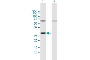 Western Blot analysis of ATP5F1 expression in transfected 293T cell line by ATP5F1 MaxPab polyclonal antibody.